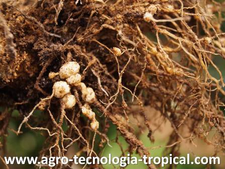 Los sintomas de nematodos  en las raices se aprecian como nodulos o peque�as papitas